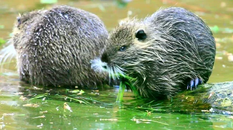 MVI 9548-1 Stock Footage 718652