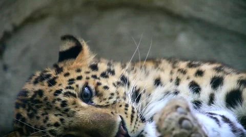 MVI 9555-1 Stock Footage 718674