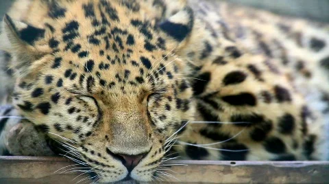 MVI 9567-1 Stock Footage 718707