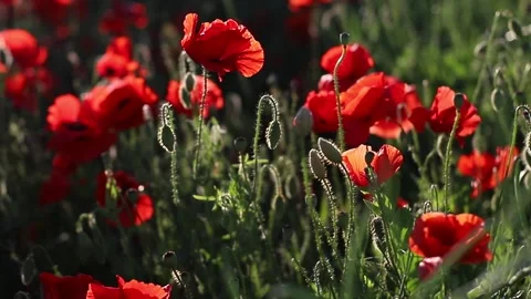 MVI 9652 Video stock 165367730