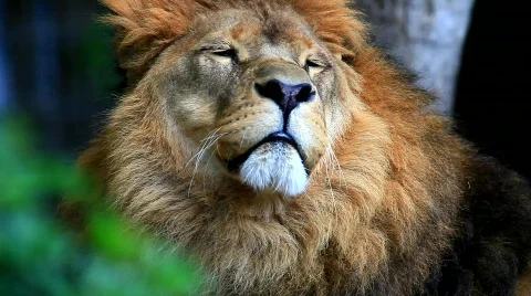 MVI 9668-1 Stock Footage 718885