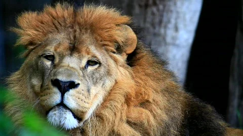 MVI 9669-1 Stock Footage 719400