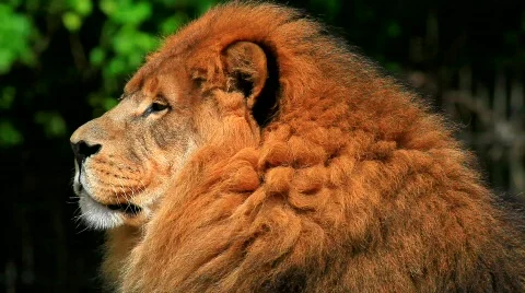 MVI 9709-1 Stock Footage 719418