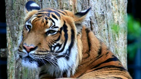 MVI 9736-1 Stock Footage 719587