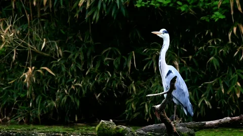 MVI 9754-1 Stock Footage 719607