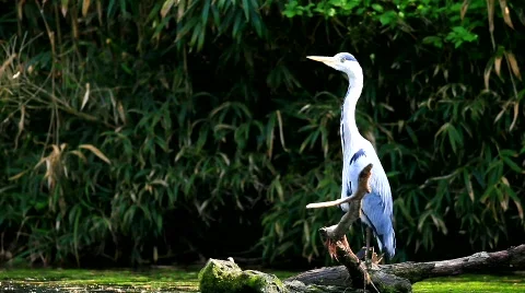 MVI 9755-1 Video stock 719628