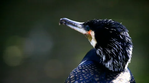 MVI 9770-1 Stock Footage 719652