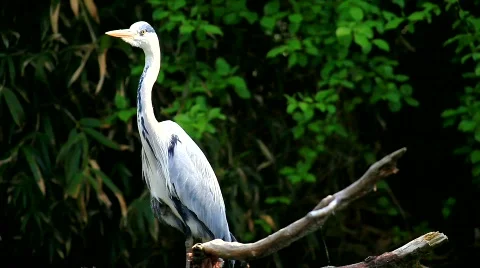 MVI 9780-1 Stock Footage 719686