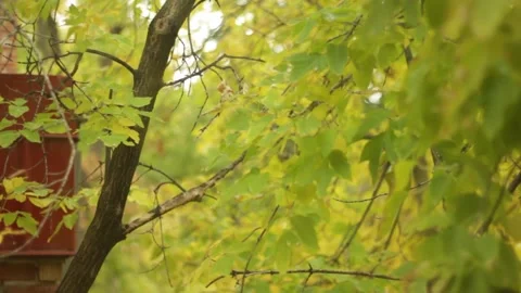 MVI 9801pond Stock-Footage 139601403