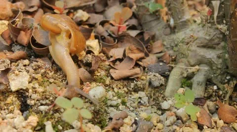 MVI60 1628 Stock Footage 11883468