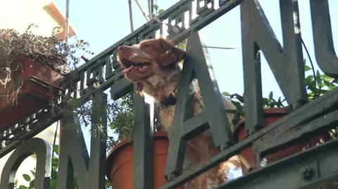 MVI_2825 Video stock 12725101