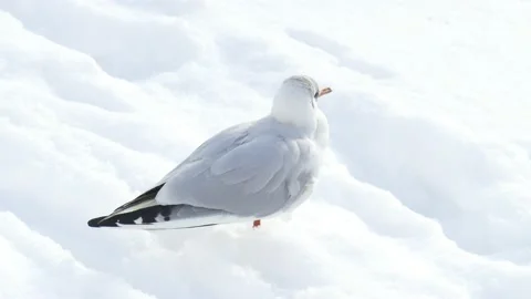 Mwe steht im Schnee, Deutschalnd, Europa Stock Footage 148733405