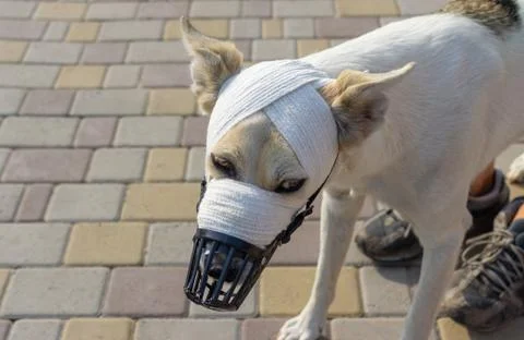 Mxed-breed dog in muzzle with bandaged snout Stock Photos