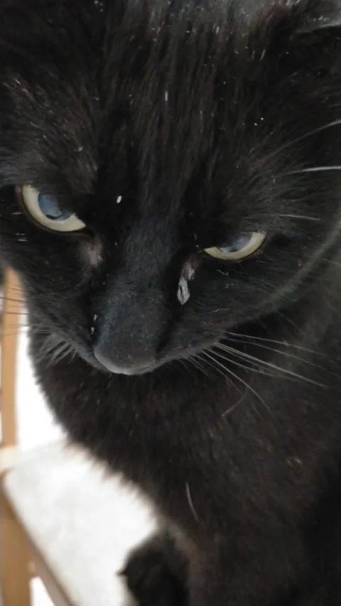 My black cat has got a tear in its eye Stock Footage 326534747
