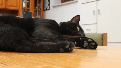 My black cat Nero resting on a table Stock Footage 249361086