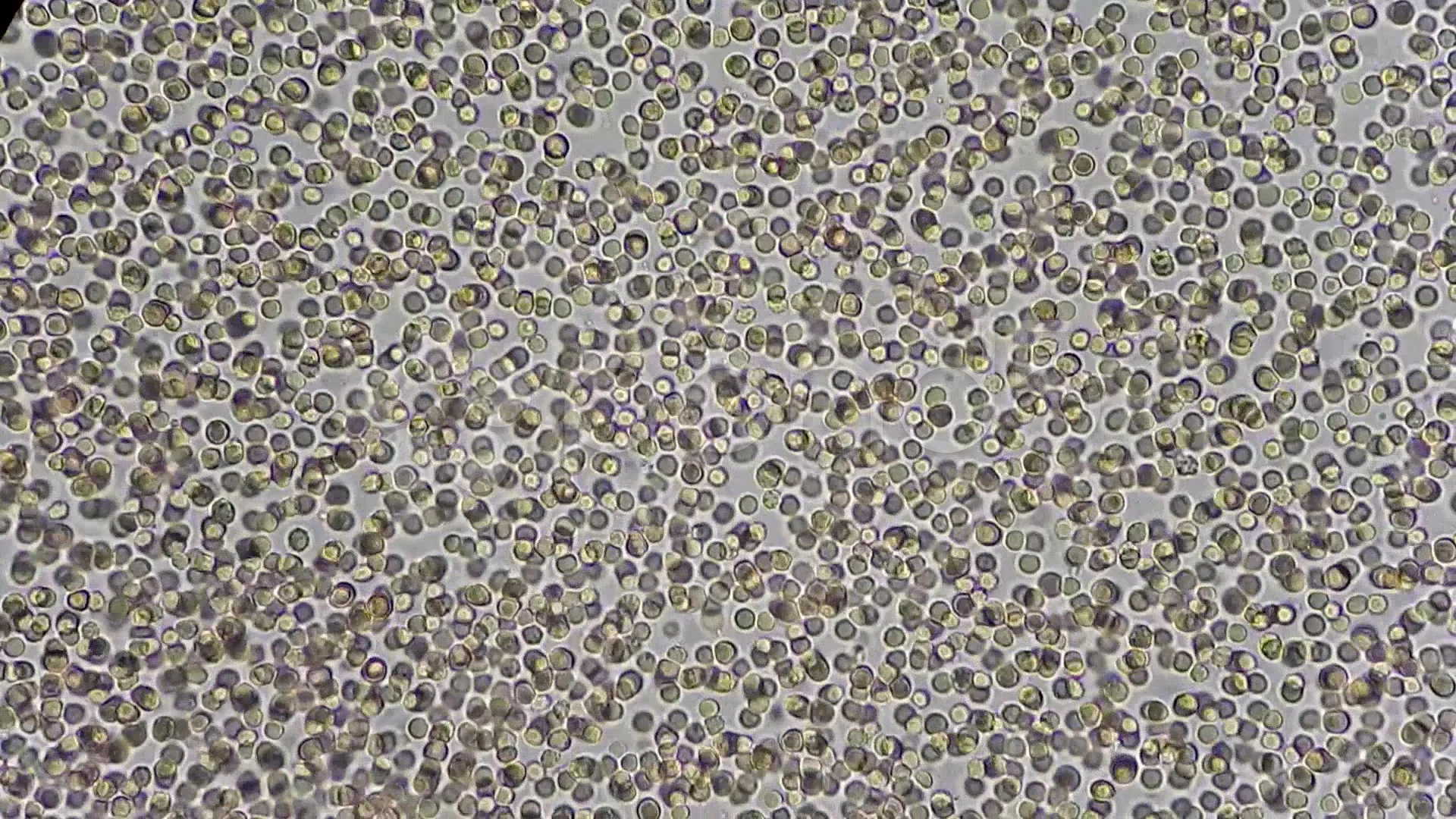 human white blood cells under microscope