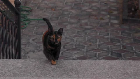 My brown and orange cat Stock Footage 252739934