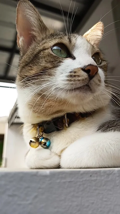 My cat ciket Stock Footage 212185294