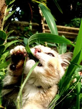 My cat cuppapi Foto stock