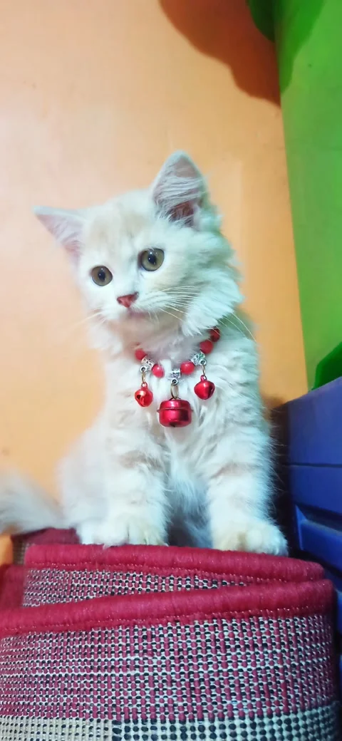 My cat Stock-Footage 234271997