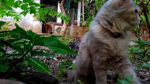 My cat on the garden Stock Footage 244198198