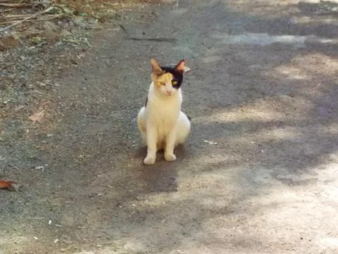 My cat in isolation Foto stock