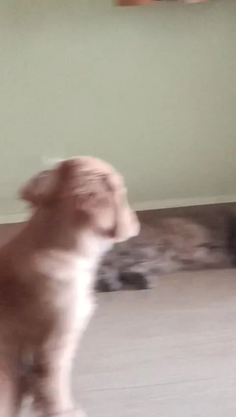 My Cat Just Realized He's Been Demoted From Only Child to Older Sibling, Maharas 動画素材 317839098