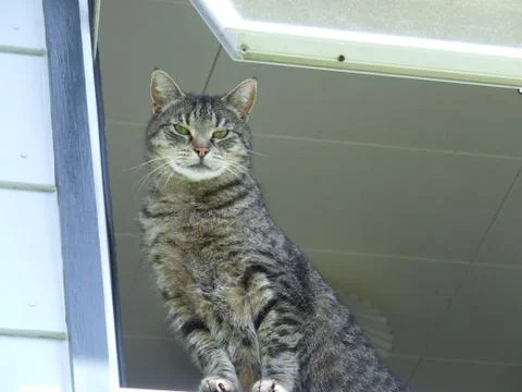 My Cat Looking Out The Window Stock Photos