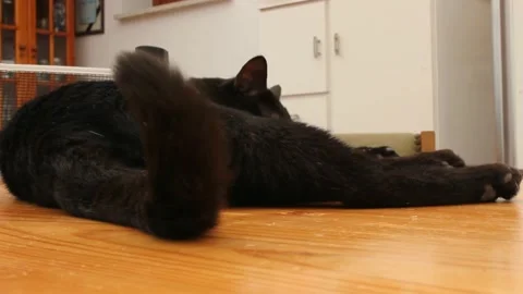My cat moving its tail Stock Footage 214085797