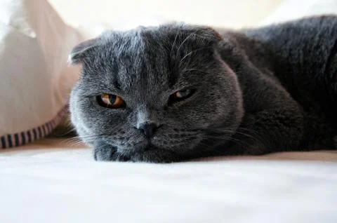 My cat Stock Photos