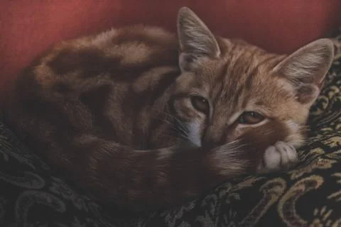 My cat Stock Photos