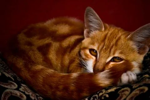 My cat Stock Photos