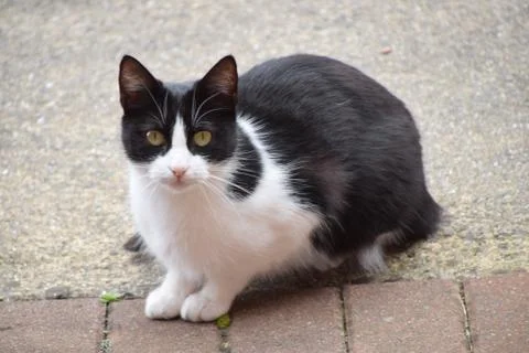 My Cat Stock Photos