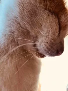 My cat Stock Photos
