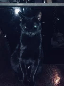 My cat/ 스톡 사진