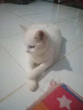 My cat 스톡 사진