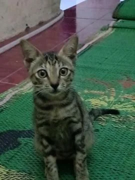 This is my cat Foto stock