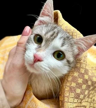 My cat 写真素材