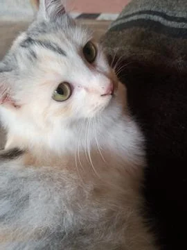 My cat Stockfoto's