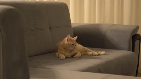 My cat is preparing for sleep. Stock Footage 193582585