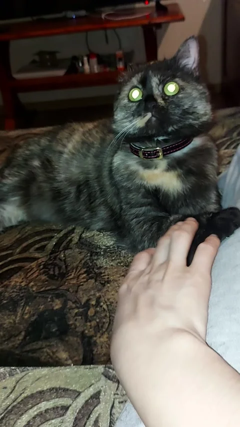 My cat Sonya Stock Footage 172543634