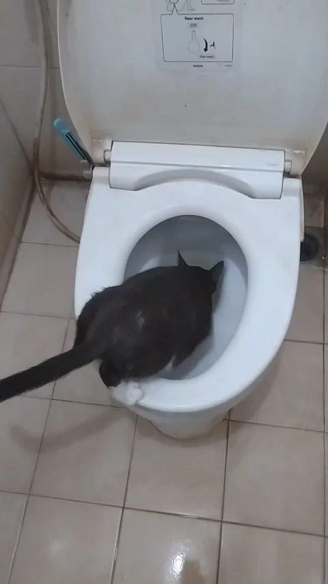 My cat is very dirty Stock Footage 228792856