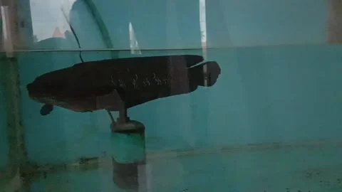 My Channa Fish Stock Footage 167532693