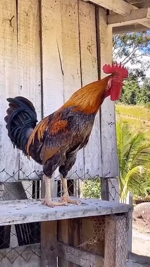 My cock Crows for a long time Stock Footage 167532851