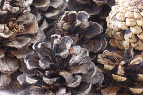 My collection of Pinecones . Stock Photos