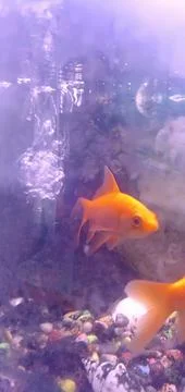 My comet fish Stock Photos