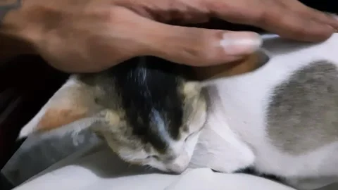 My Cute Cat Sleeping Over me Stock Footage 292101665