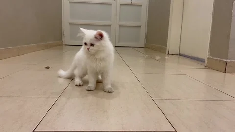 My cute pet is playing with a mouse game inside the home. Stock Footage 247405701