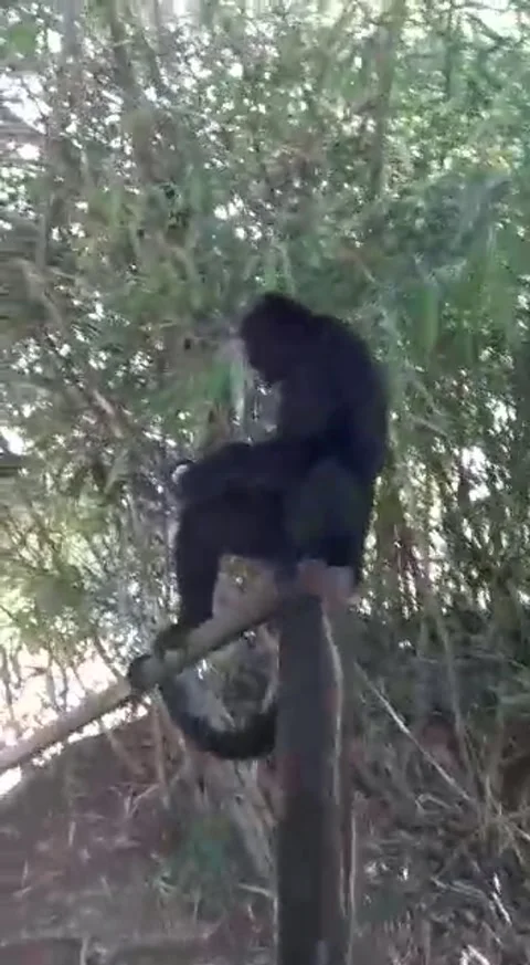 My Dad was Attacked by a Monkey, Barra Do Bugres, Mato Grosso, Brazil - 24 Jan 2 Video stock 205412282