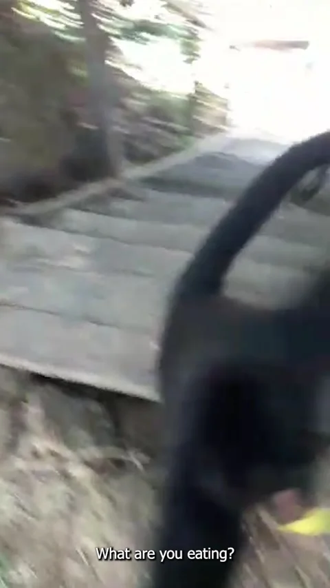 My Dad was Attacked by a Monkey, Barra Do Bugres, Mato Grosso, Brazil - 14 Feb 2 Video stock 205416078